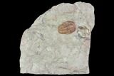 Ordovician Trilobite (Euloma) - Zagora, Morocco #105790-1